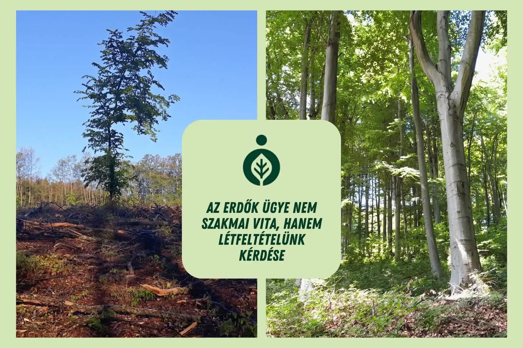 ESZ állásfoglalás az erdőkről